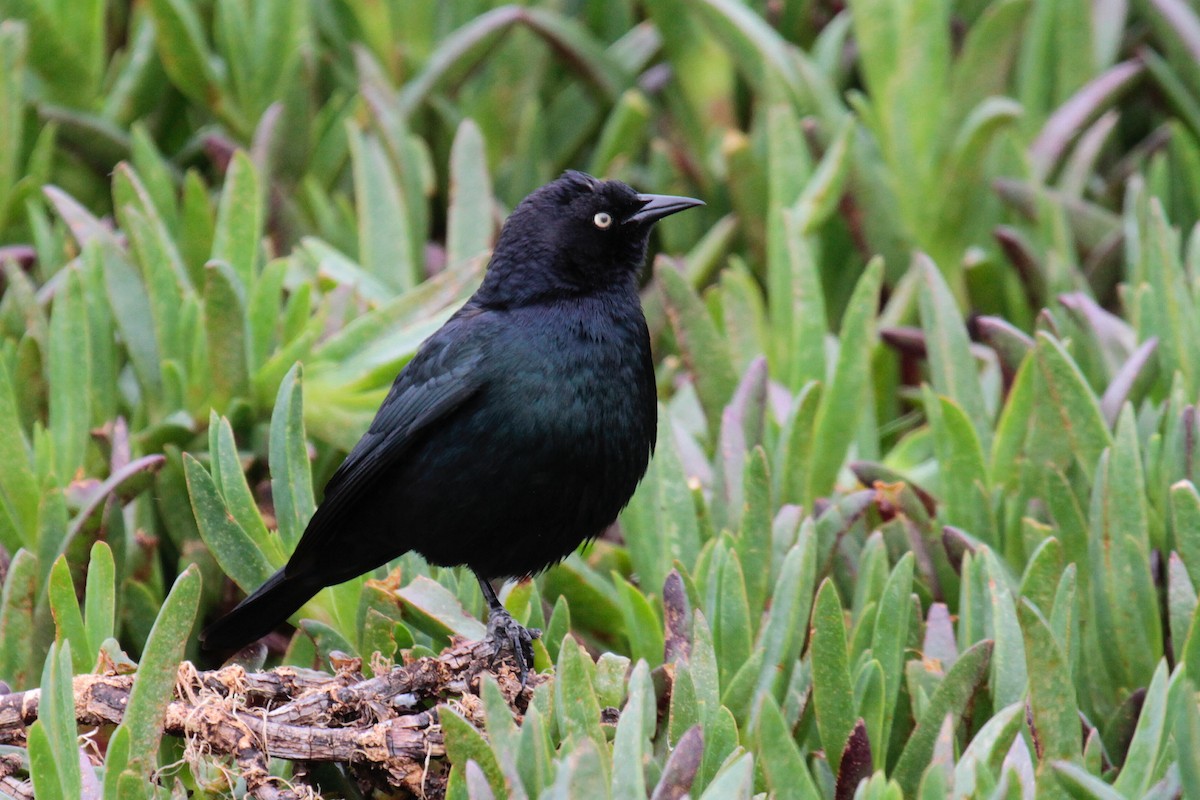Brewer's Blackbird - Daniel George