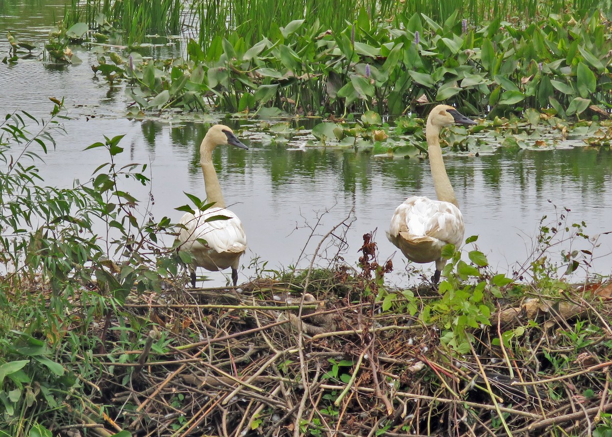 Trumpeter Swan - ML489060481