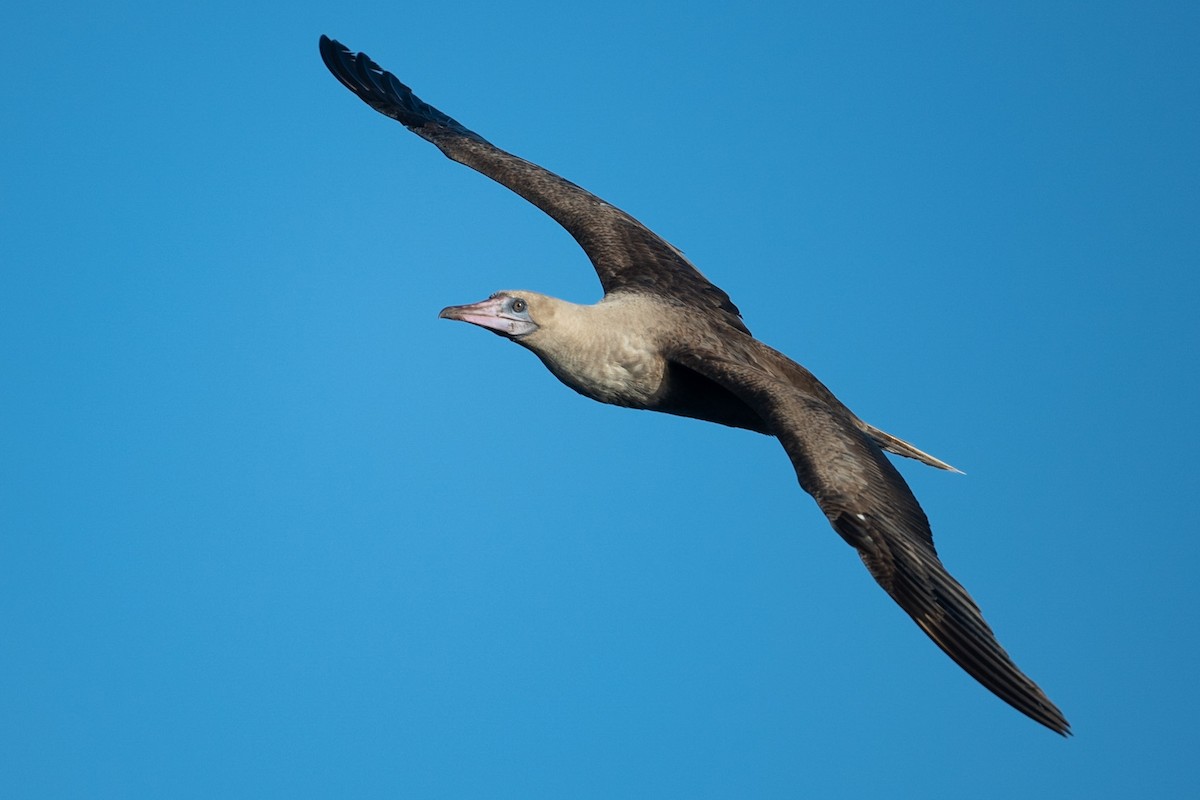 Red-footed Booby - Cynthia  Case