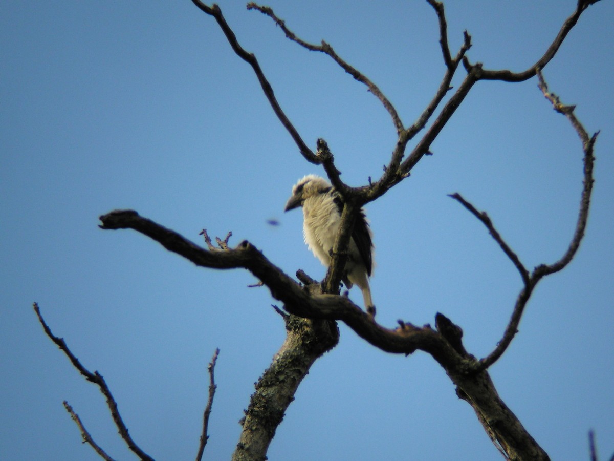Weißkopf-Bartvogel (senex) - ML489062181