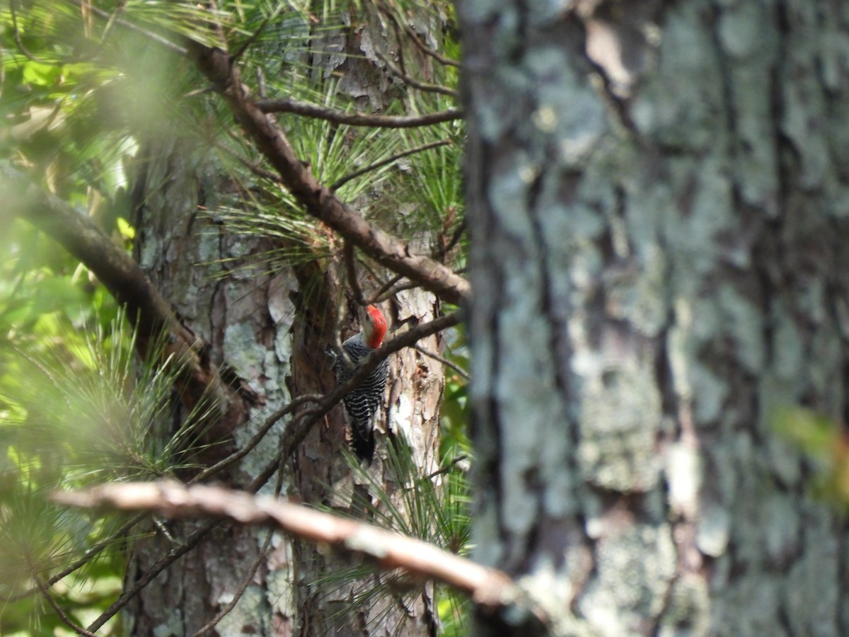 Red-bellied Woodpecker - ML489063161
