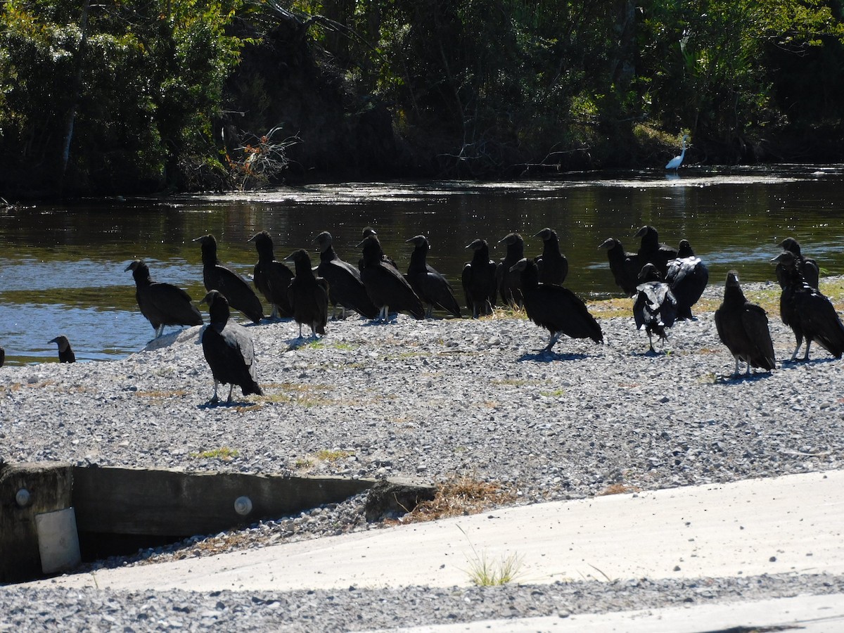 Black Vulture - ML489063351