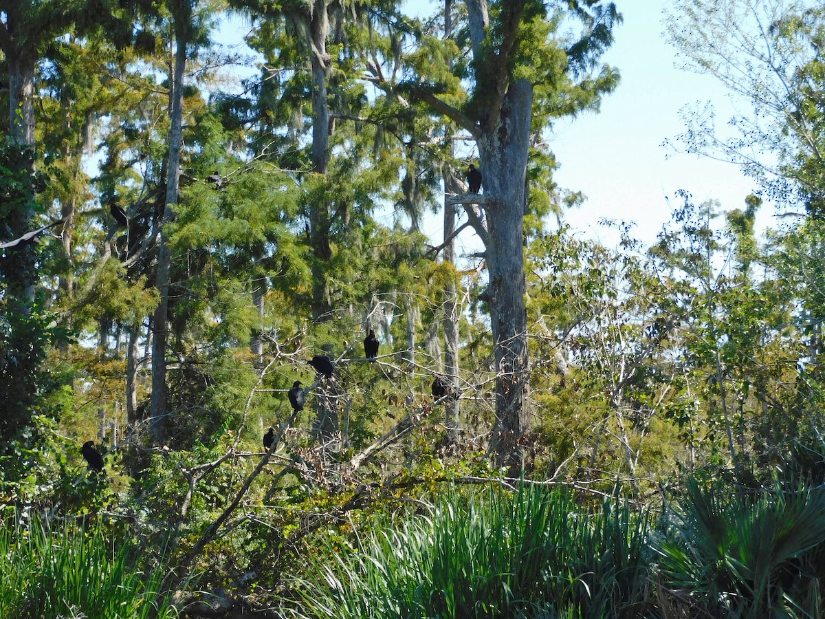 Black Vulture - ML489063361