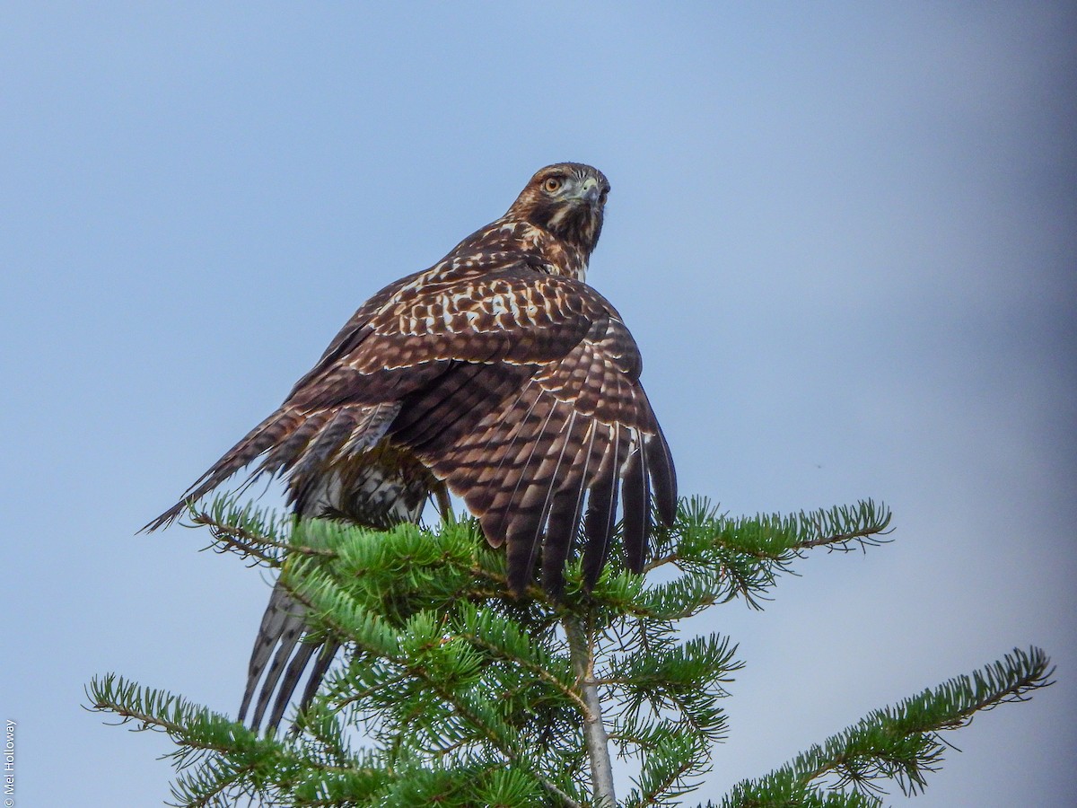 Red-tailed Hawk - ML489066981