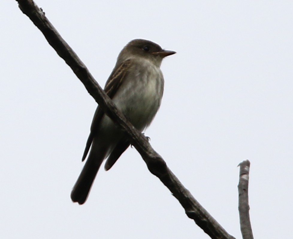 Eastern Wood-Pewee - ML489067231