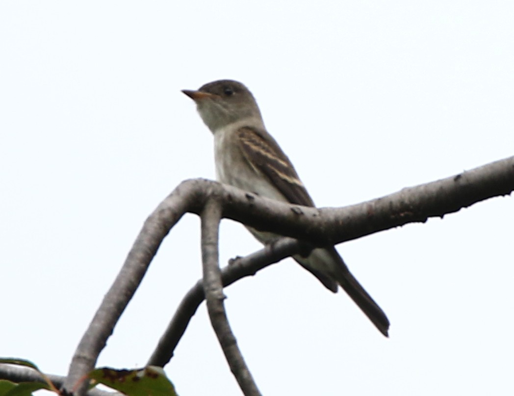 Eastern Wood-Pewee - ML489067321