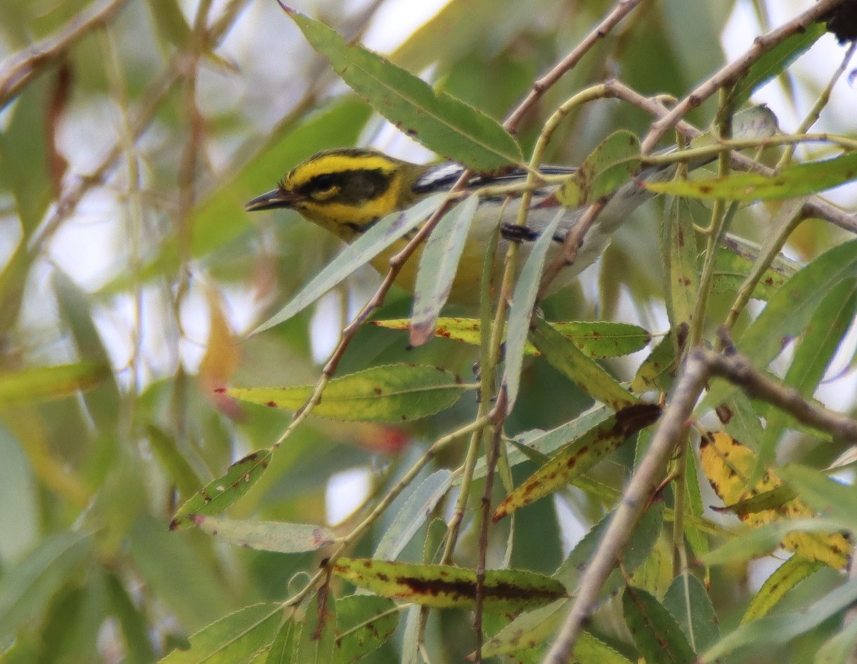 Townsend's Warbler - Sally Veach