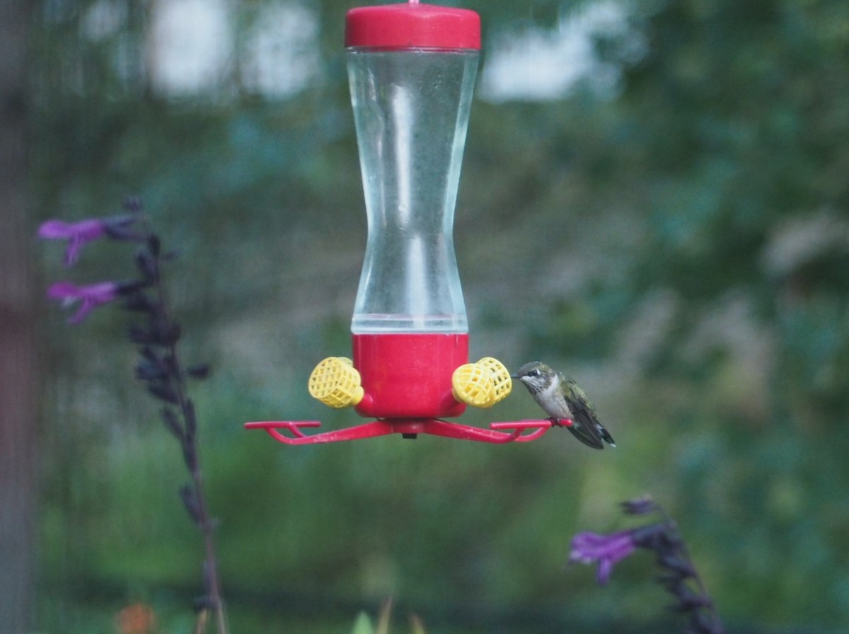 Ruby-throated Hummingbird - ML489070831