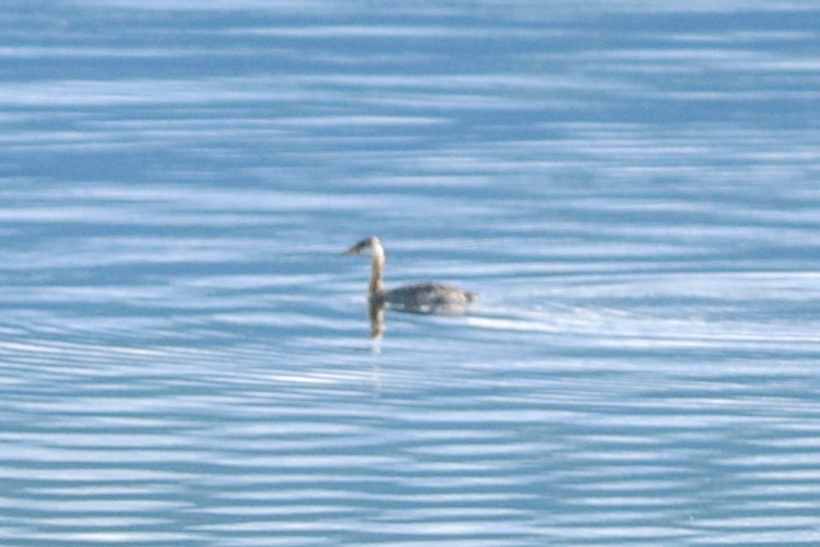 Red-necked Grebe - ML489071171