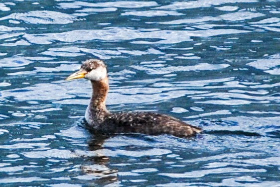 Red-necked Grebe - ML489071331