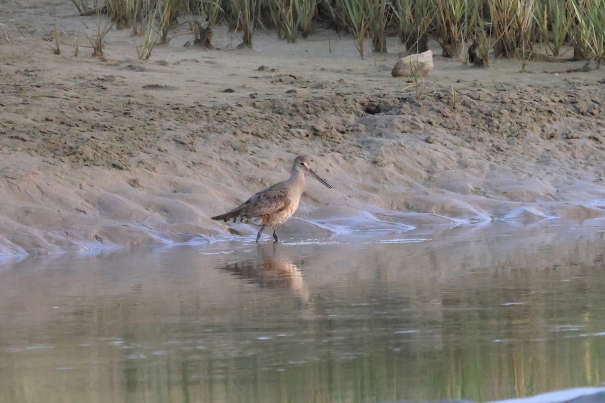 Hudsonian Godwit - ML489071381