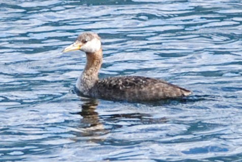 Red-necked Grebe - ML489071501