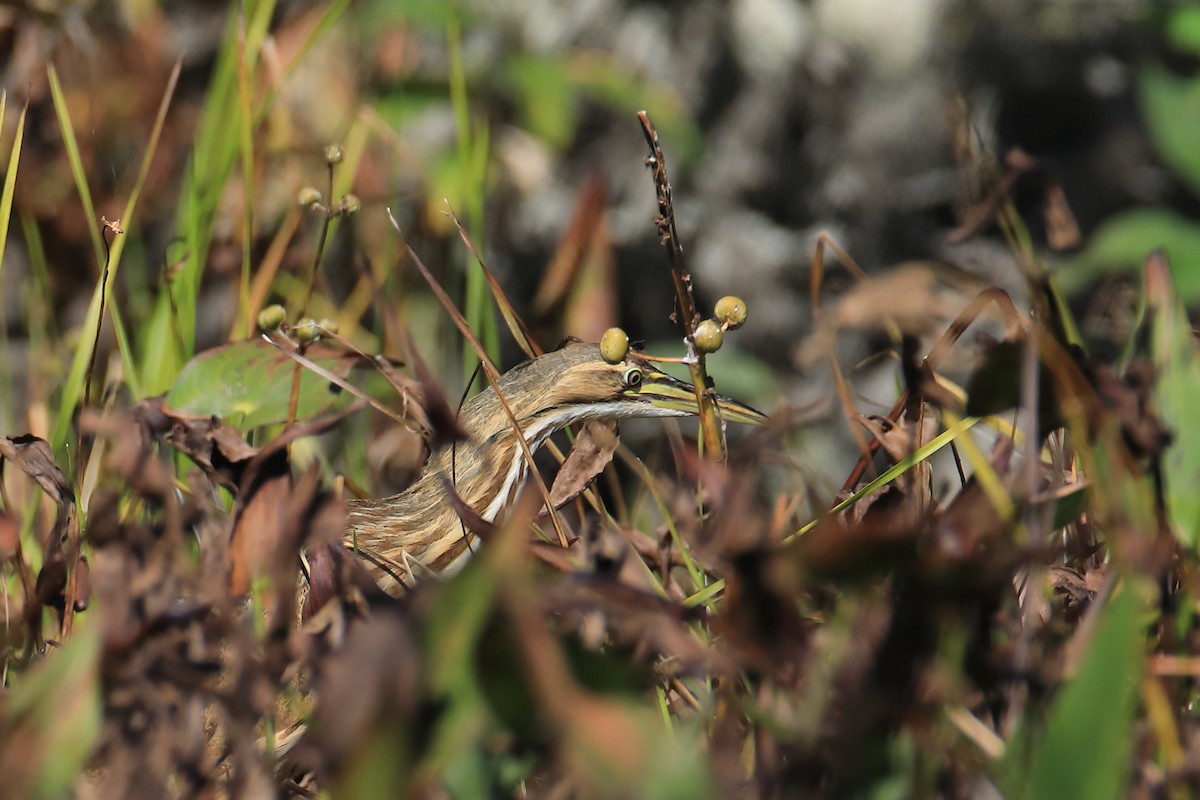 American Bittern - Mario St-Gelais