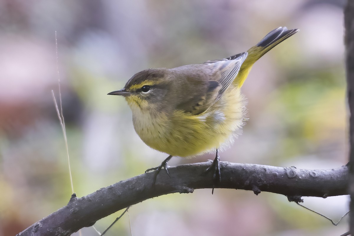 Palm Warbler (Yellow) - Heather Van Dyk