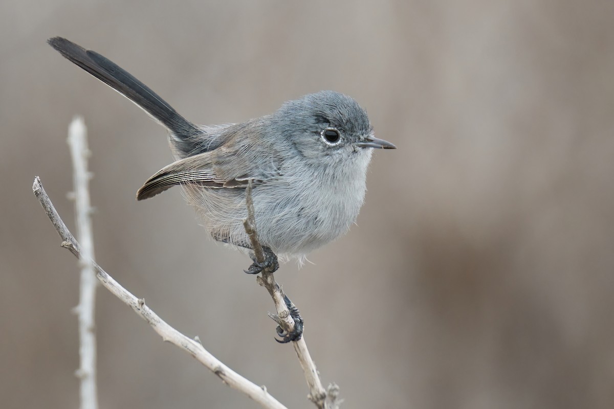 California Gnatcatcher - ML489074381