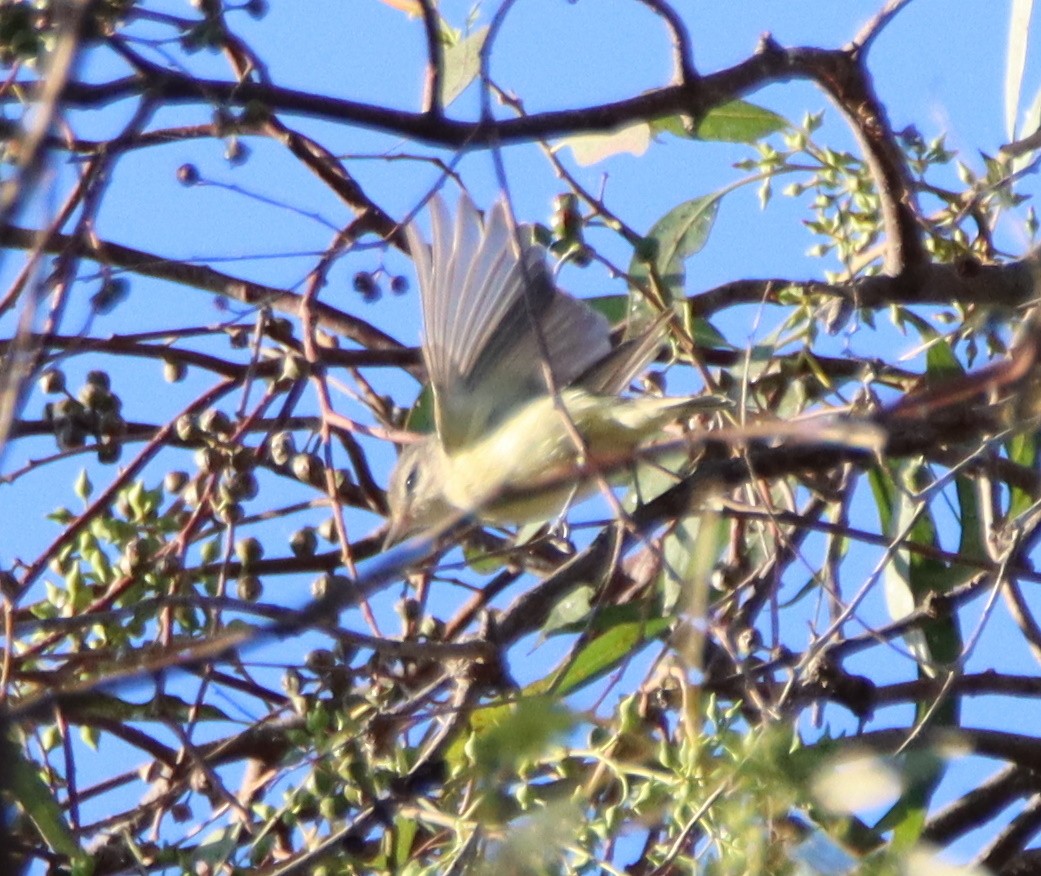 Sängervireo - ML489074591