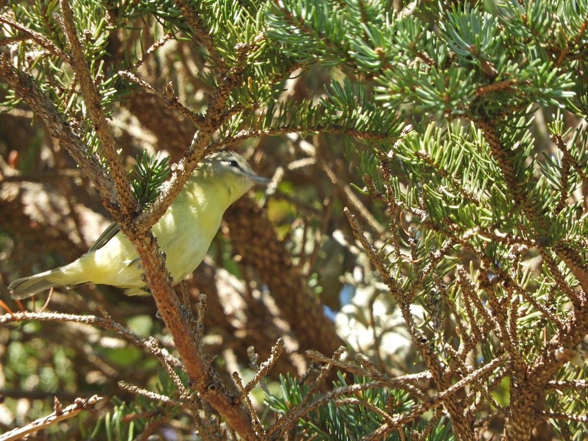 Philadelphia Vireo - ML489074781