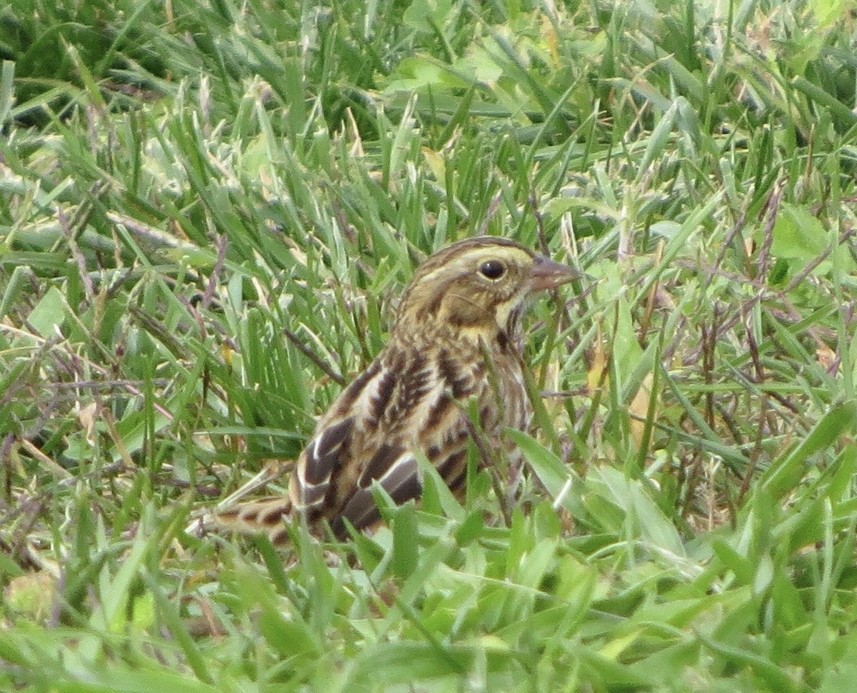 Savannah Sparrow - ML489076751