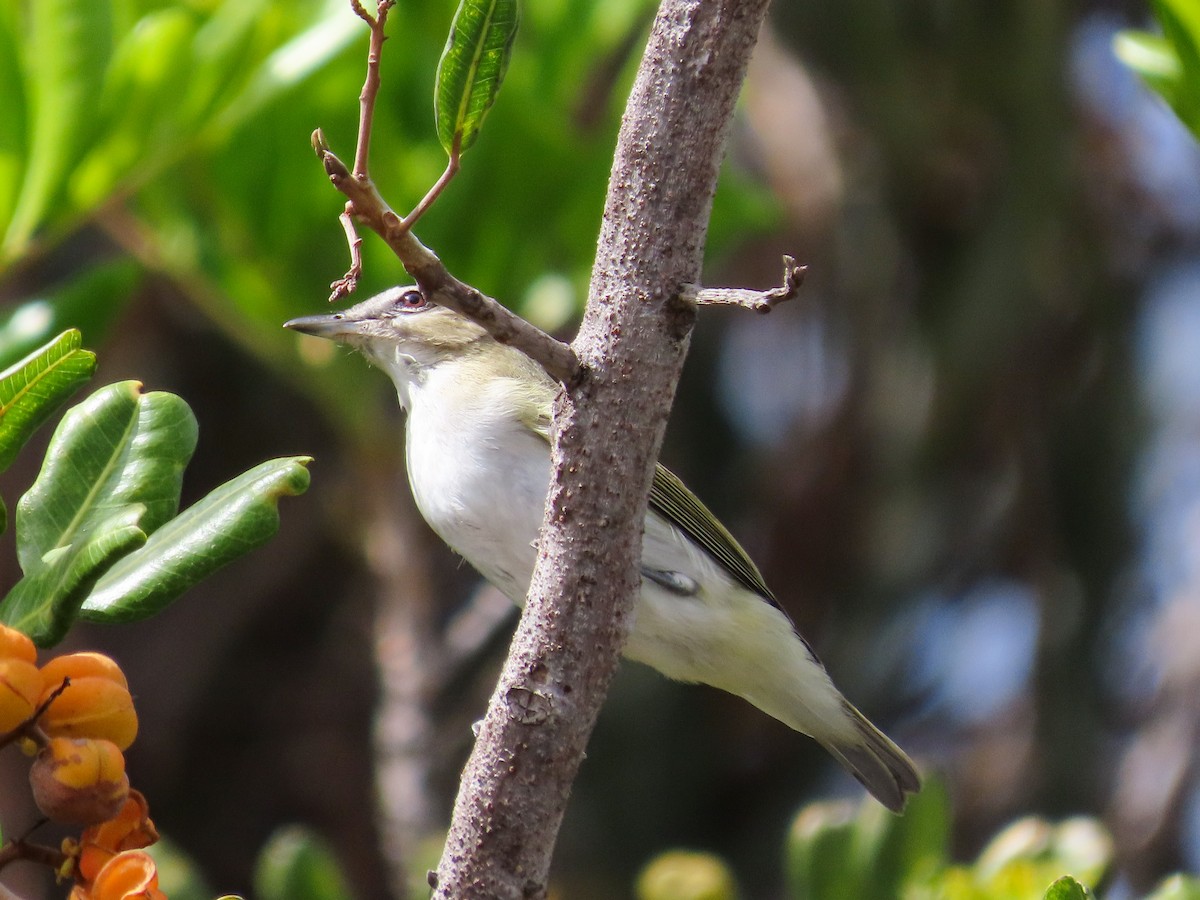 Red-eyed Vireo - ML489077071