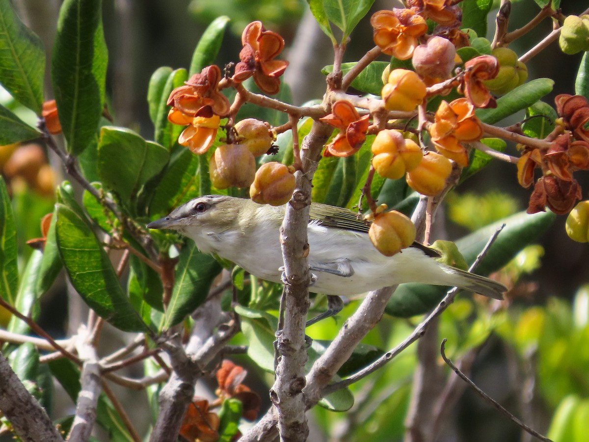 Red-eyed Vireo - ML489077301