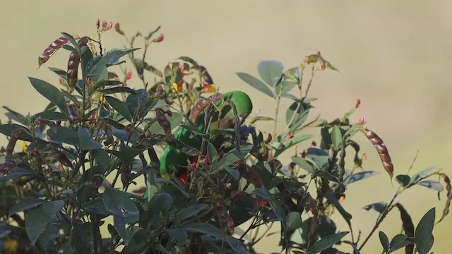 Australian King-Parrot - ML489077791