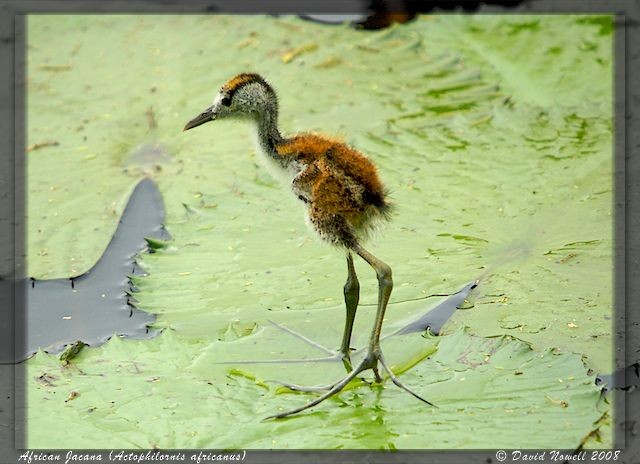 Jacana Africana - ML489077961