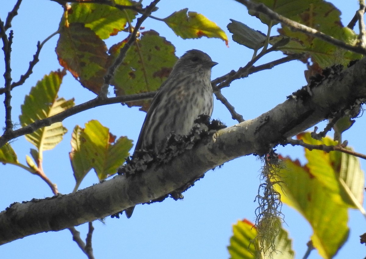 Pine Siskin - ML489080201