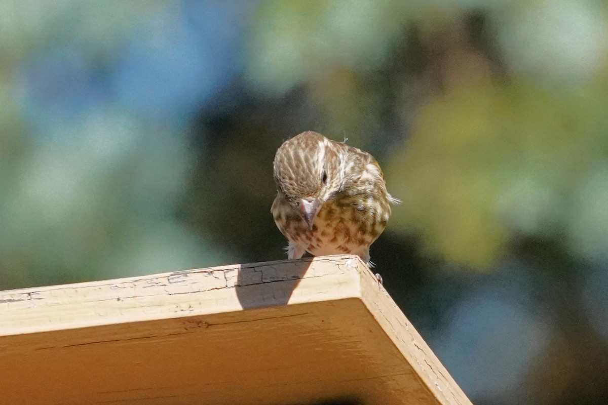 Pine Siskin - ML489080511