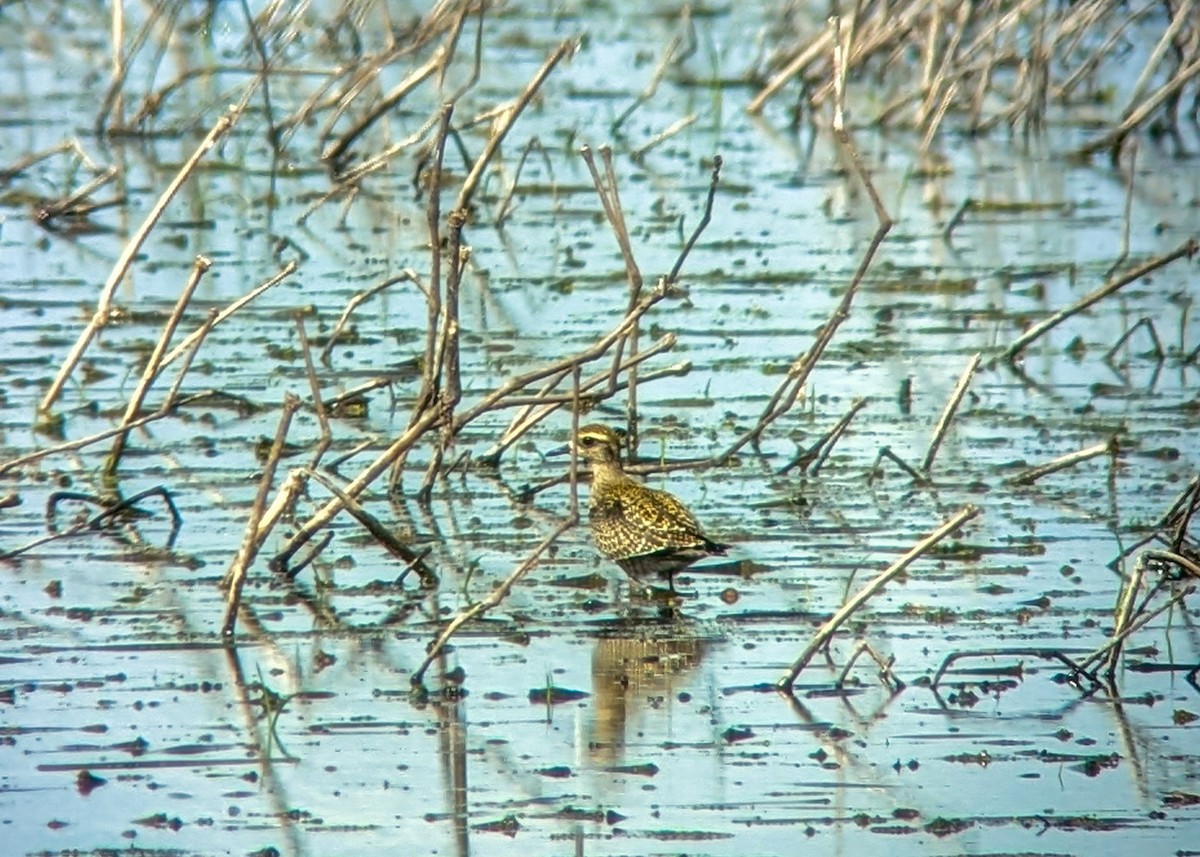 American Golden-Plover - ML489084261