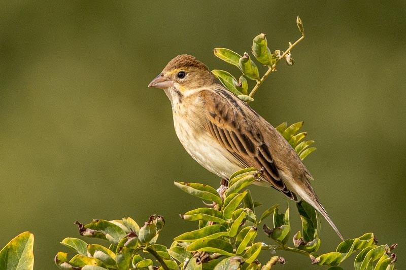 Dickcissel d'Amérique - ML489084751