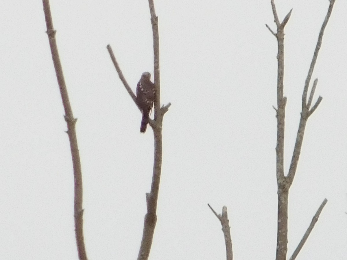 Cooper's Hawk - ML489085361