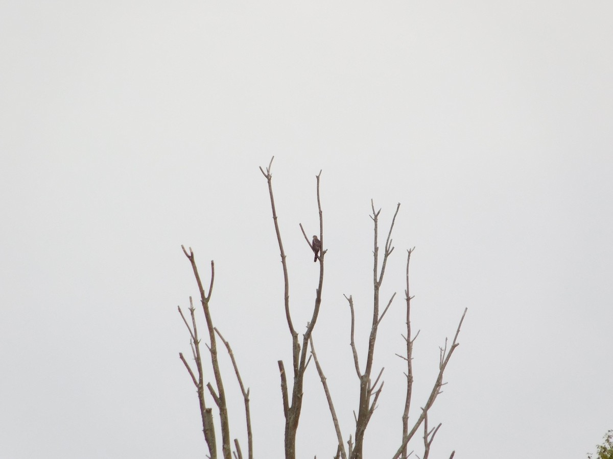 Cooper's Hawk - ML489085371