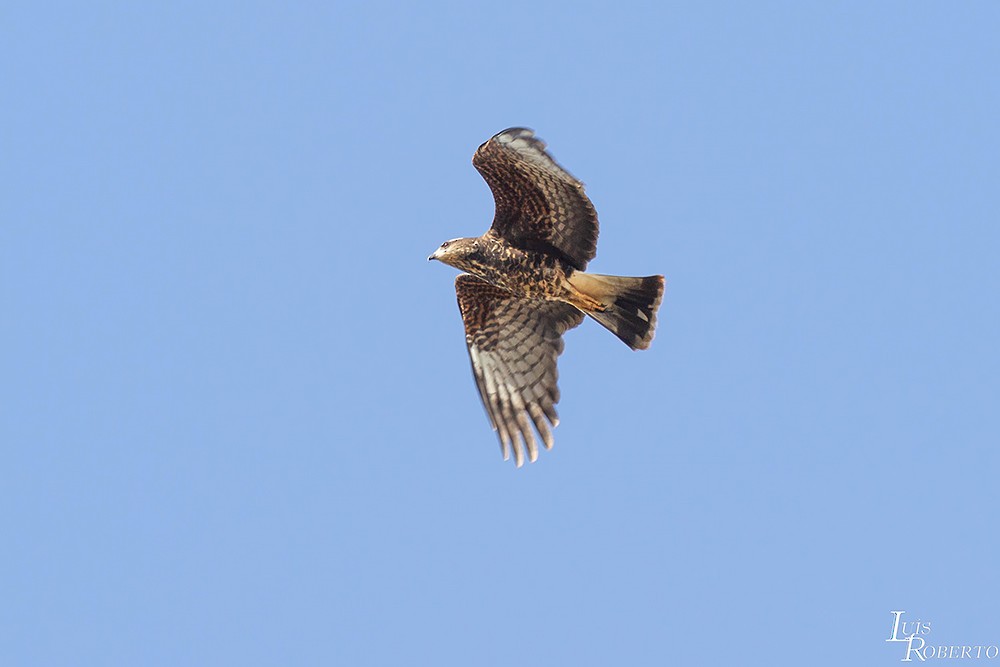 Snail Kite - ML489085731