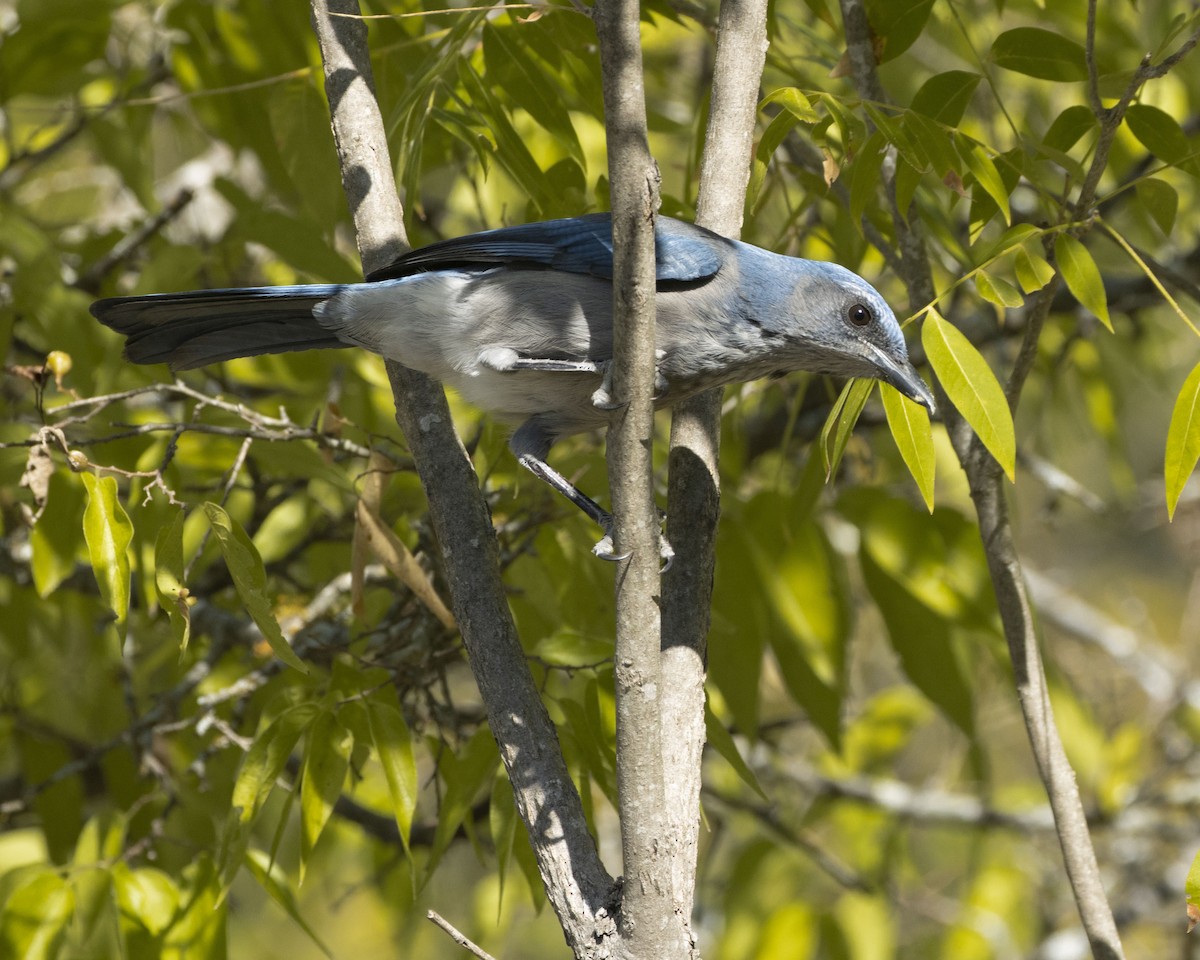 Woodhouse's Scrub-Jay - Daniel Kelch