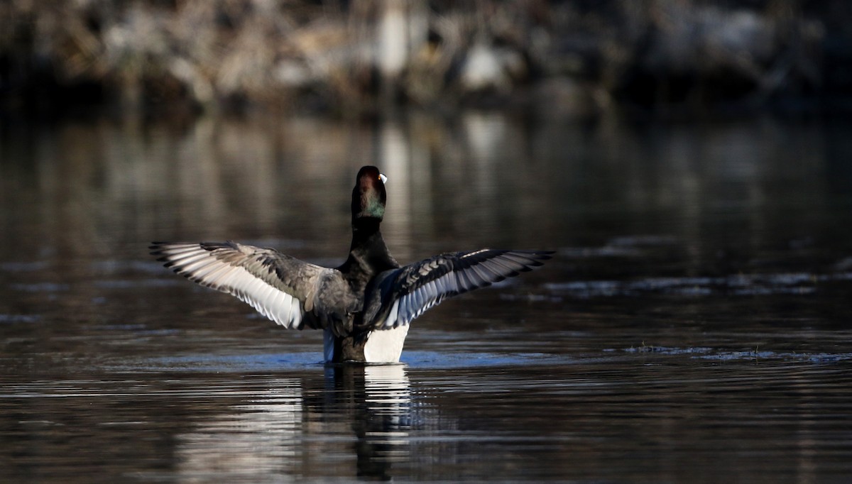 Redhead x Ring-necked Duck (hybrid) - Jay McGowan