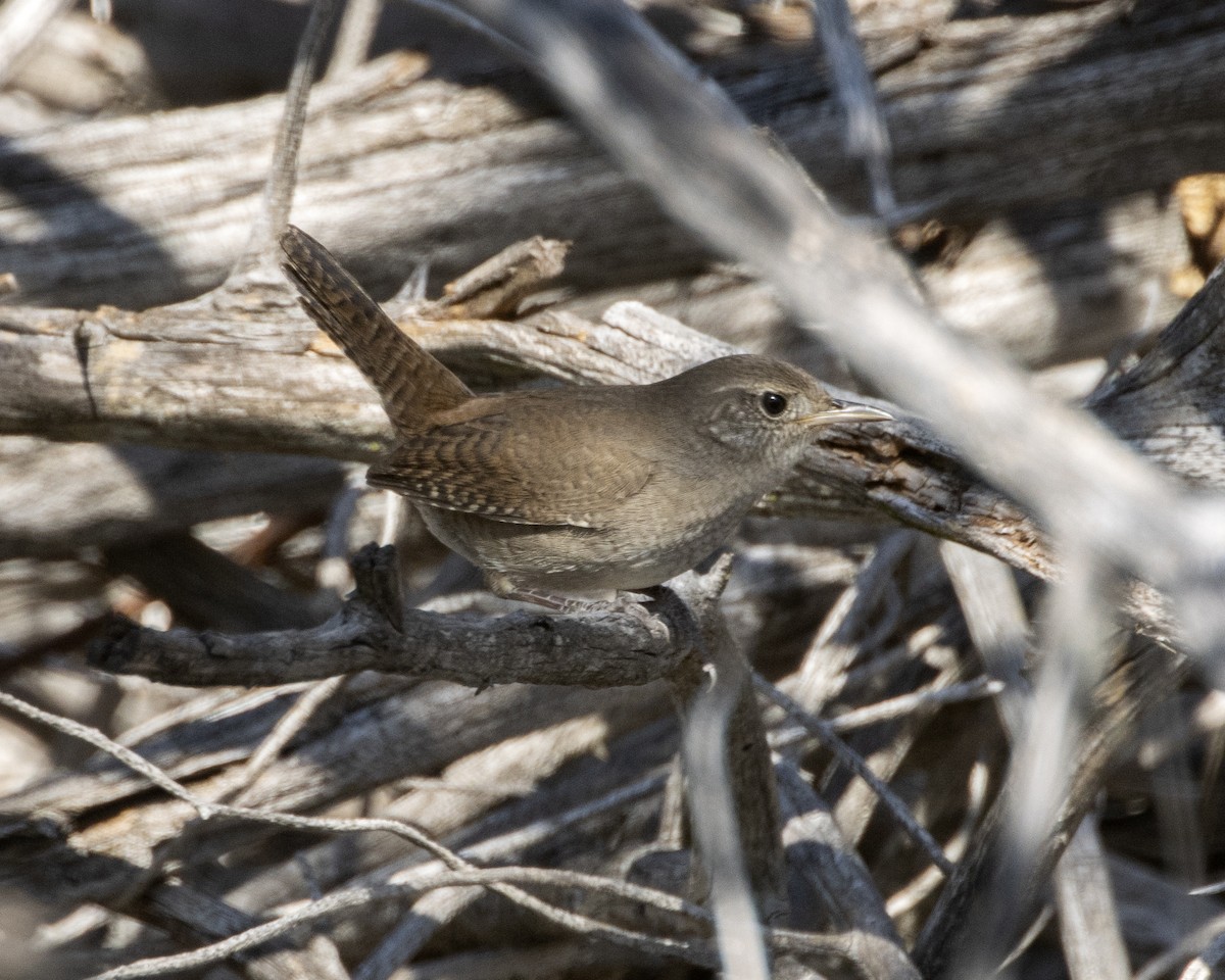 House Wren - ML489086591