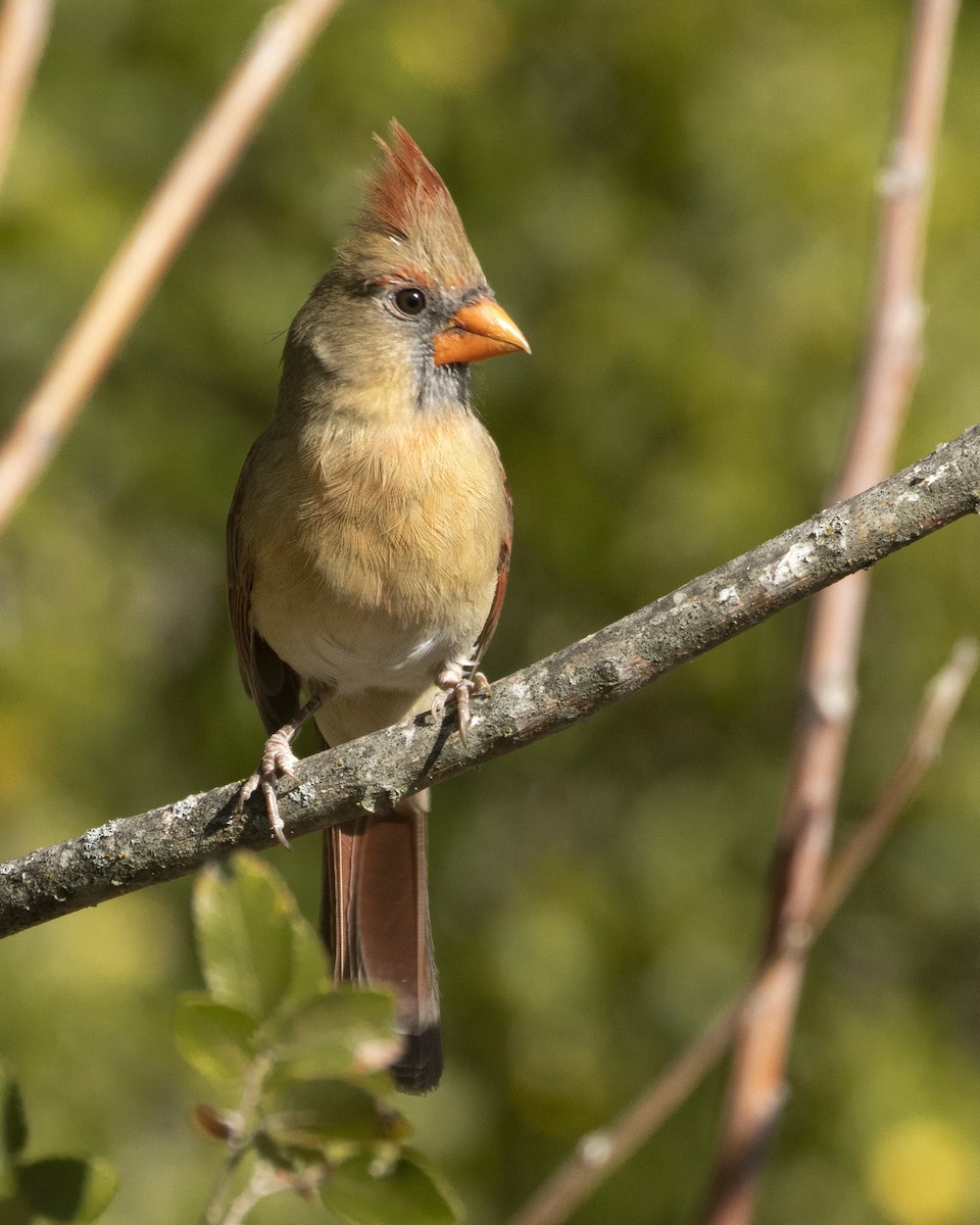 Northern Cardinal - ML489086671