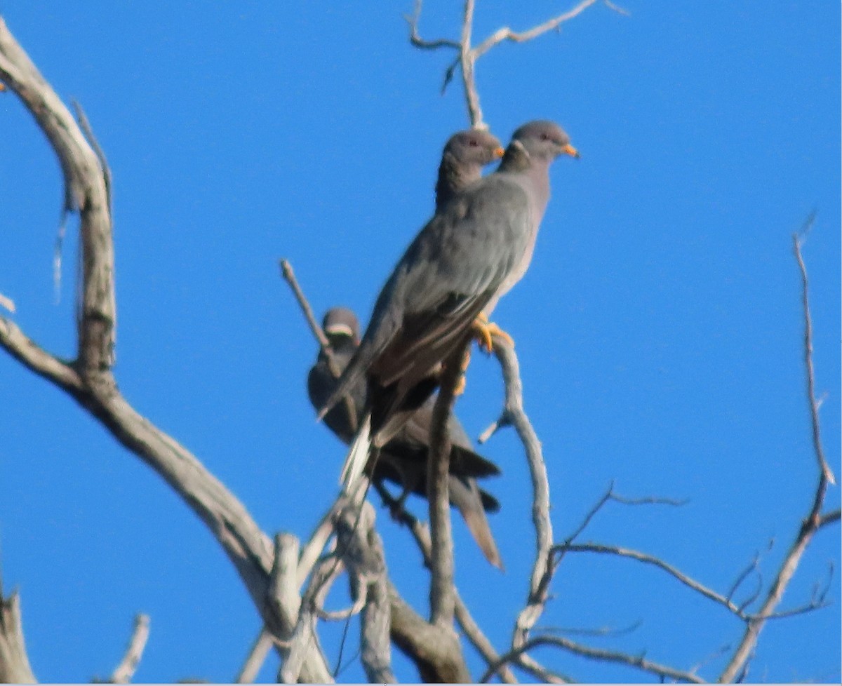 Band-tailed Pigeon - ML489086951