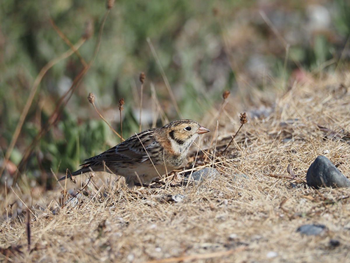 Lapland Longspur - ML489087201