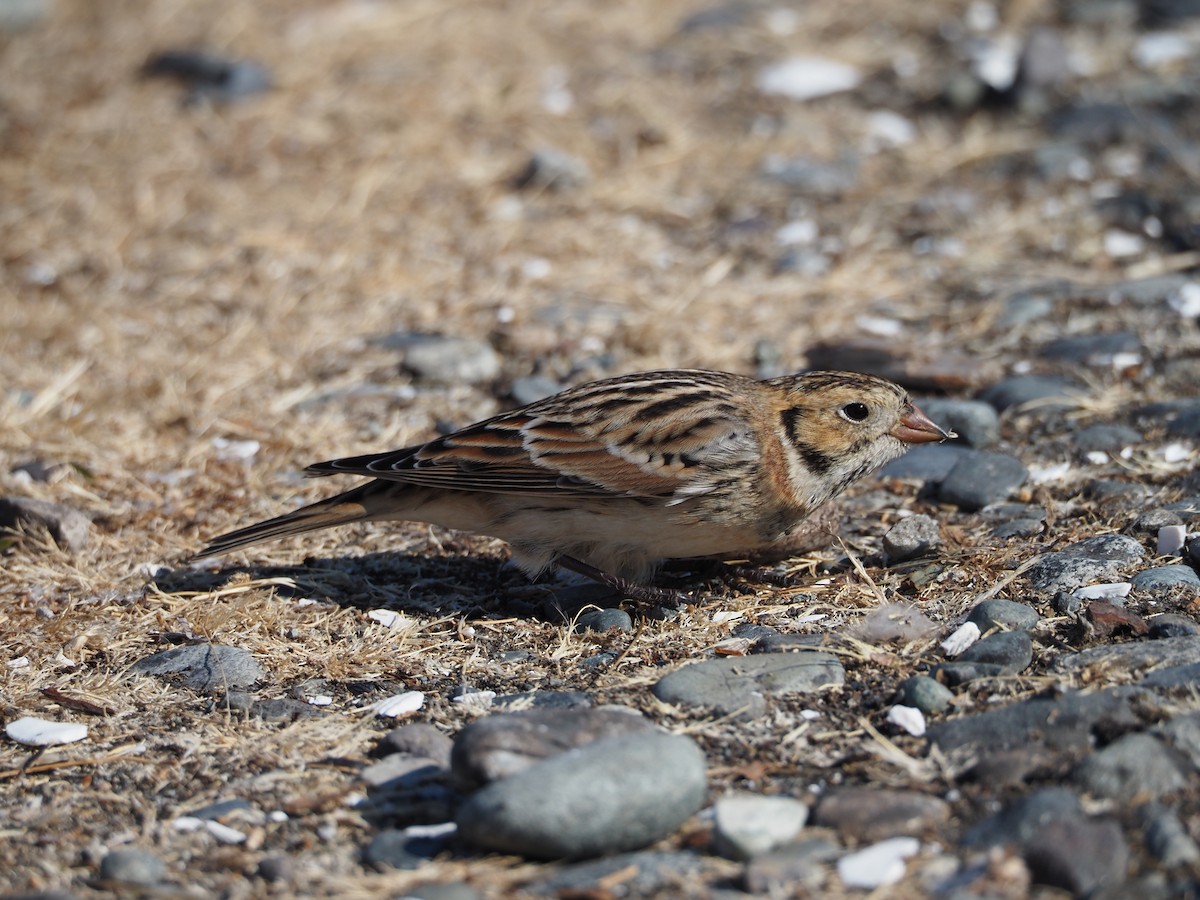 Lapland Longspur - ML489087261