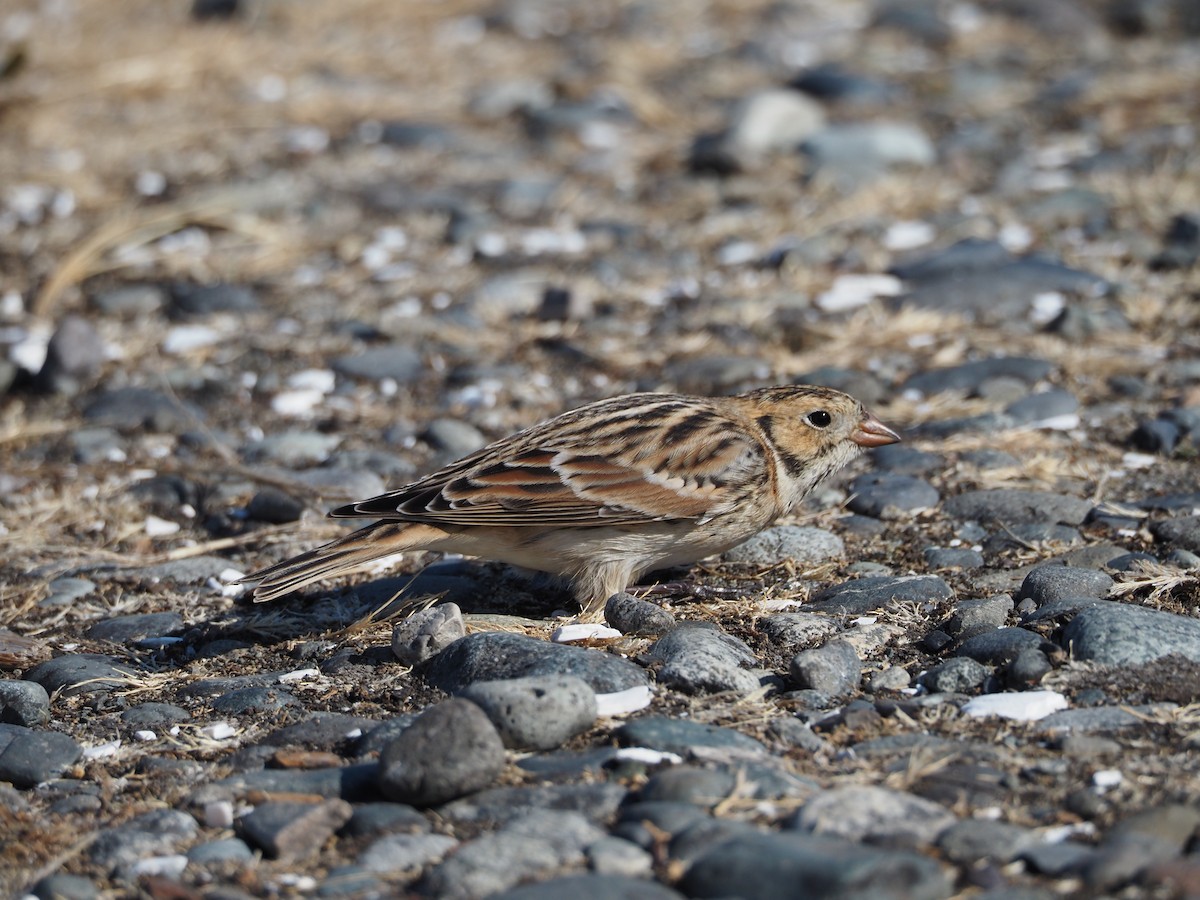 Lapland Longspur - ML489087341