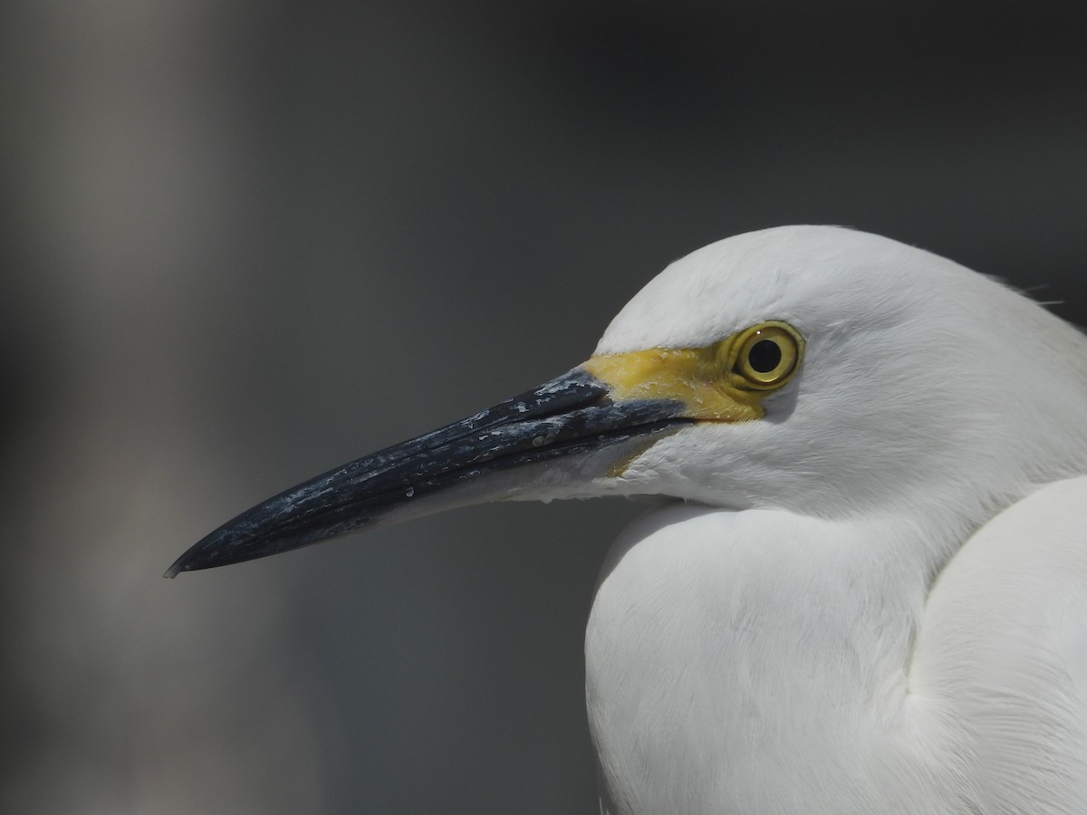 Snowy Egret - ML489087621