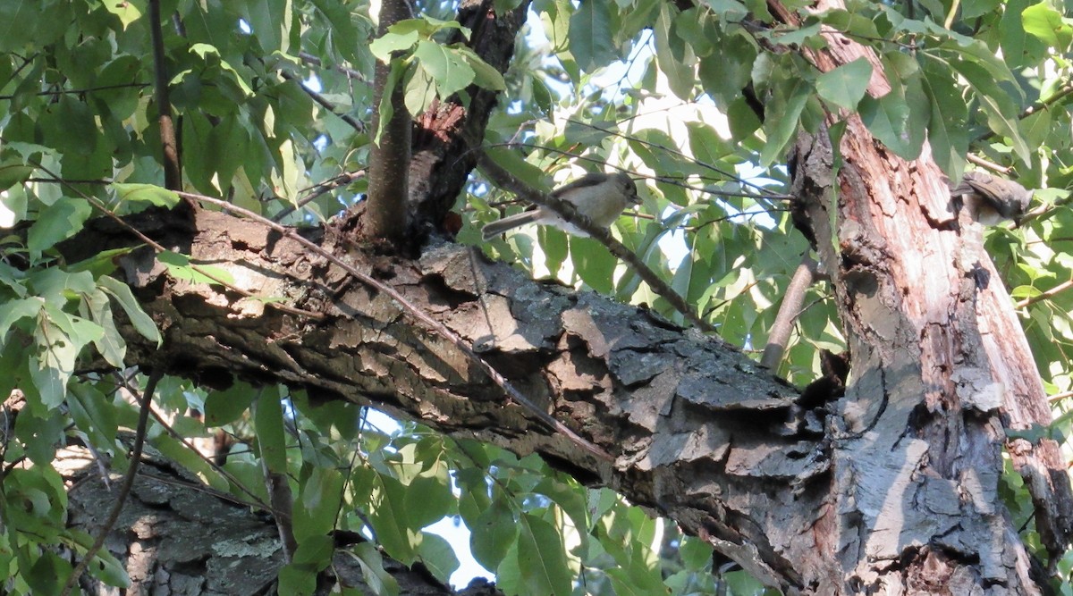 Tufted Titmouse - ML489087821