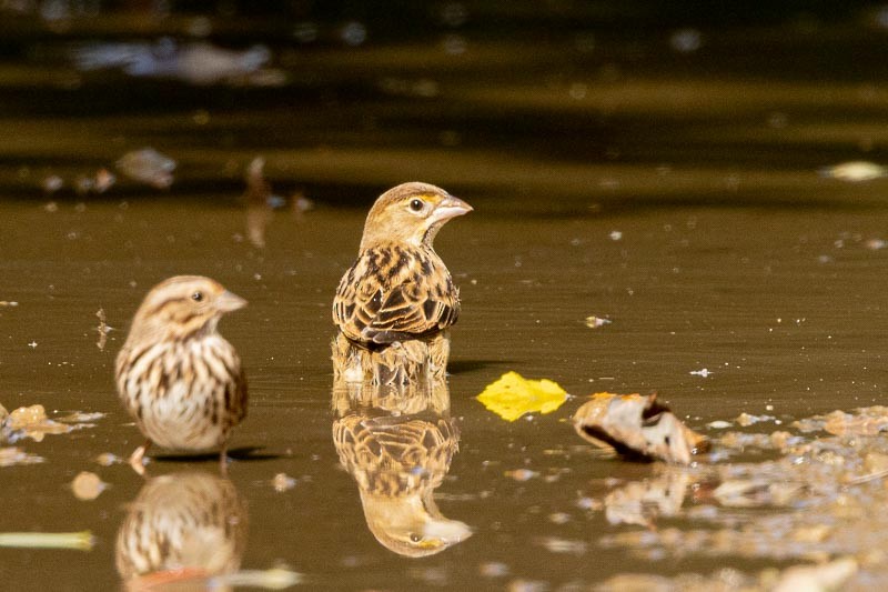 Dickcissel d'Amérique - ML489088081