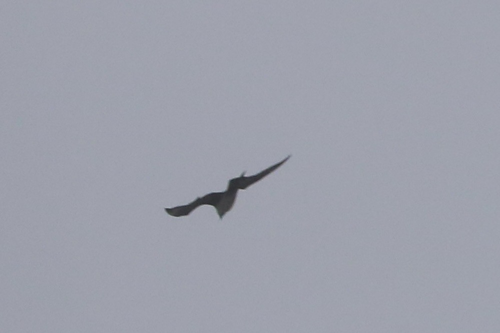 Parasitic Jaeger - Chris Hill