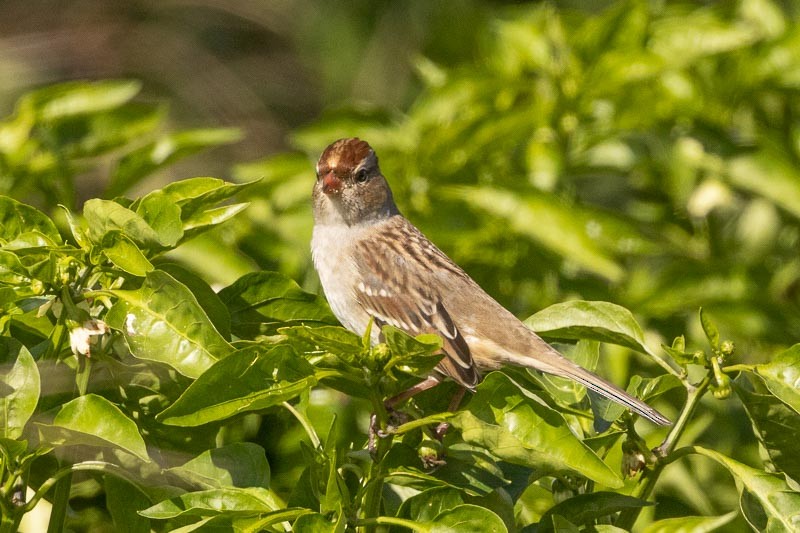 Bruant à couronne blanche - ML489088731