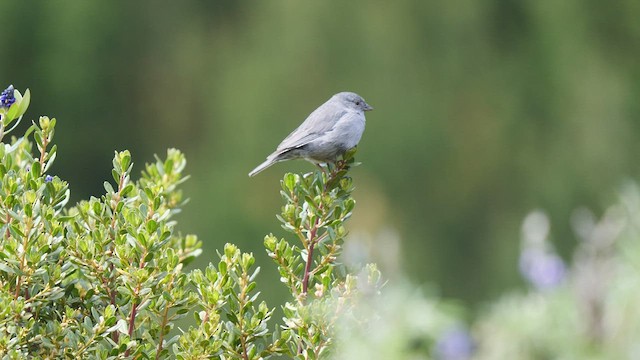 Plumbeous Sierra Finch - ML489089581