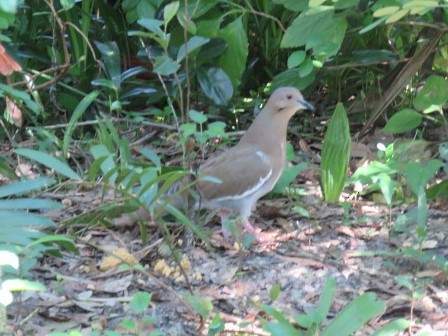 White-winged Dove - ML489091041