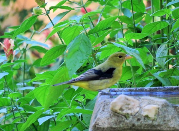 rødpiranga - ML489091561