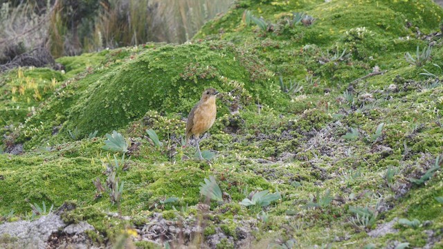 Tawny Antpitta - ML489092111